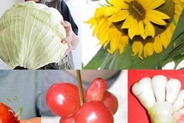 福岛现状日本福岛变异人 侥幸存活下来的福岛变异畸形儿