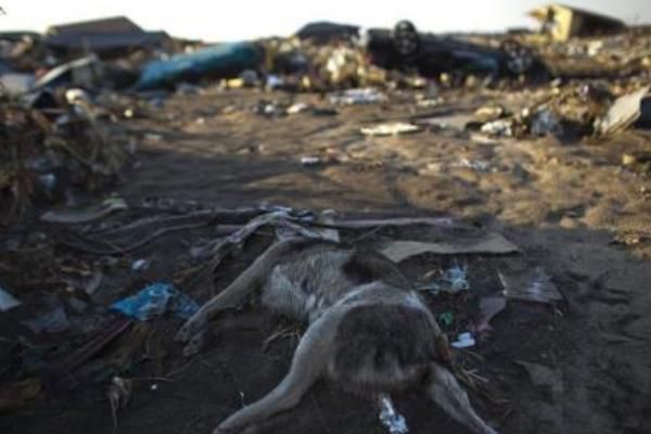 福岛现状日本福岛变异人 侥幸存活下来的福岛变异畸形儿