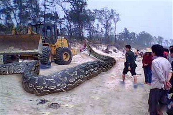 辽宁大蛇事件是真的吗 这两条蛇是极为稀有的物种