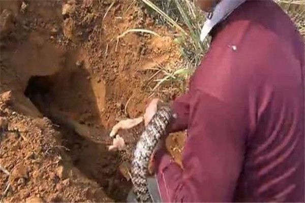 辽宁大蛇事件是真的吗 这两条蛇是极为稀有的物种