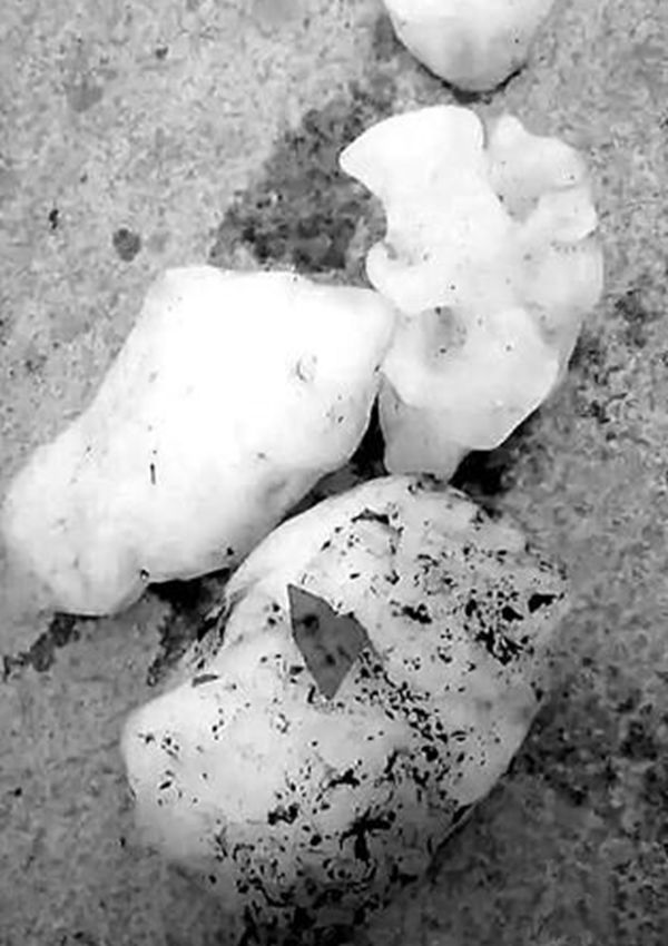 �߽���ѧ��һ����ֲ� �߽���ѧ�����¼�����Щ