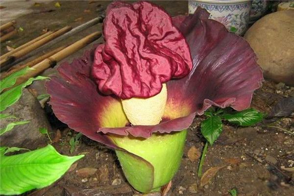 ̩̹ħ�󻨶�ͼƬ ʬ��ħ��ӷ��ֵ������ľ���