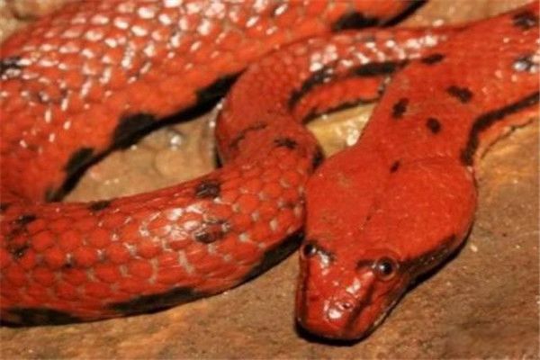 ������ʲô���� ���е�������ζ��ץ֮�������