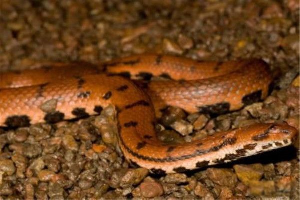 ������ʲô���� ���е�������ζ��ץ֮�������