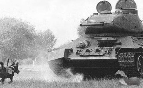 �������ŵ�������ʲô ʮ�ֲ��̵���������