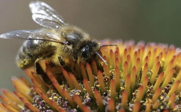 �������ŵ�������ʲô ʮ�ֲ��̵���������