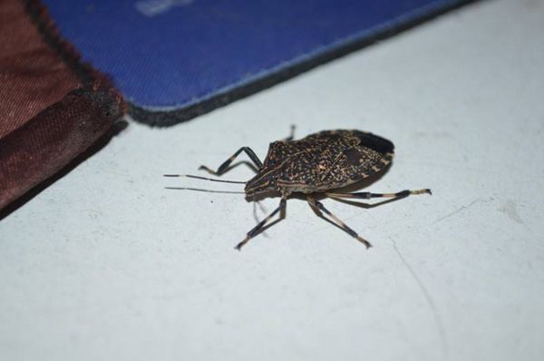 ���ĳ���ͼƬ ���������ʮ������ĵļ�����ֲ���