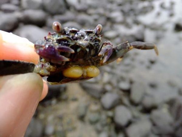 ���ĳ���ͼƬ ���������ʮ������ĵļ�����ֲ���