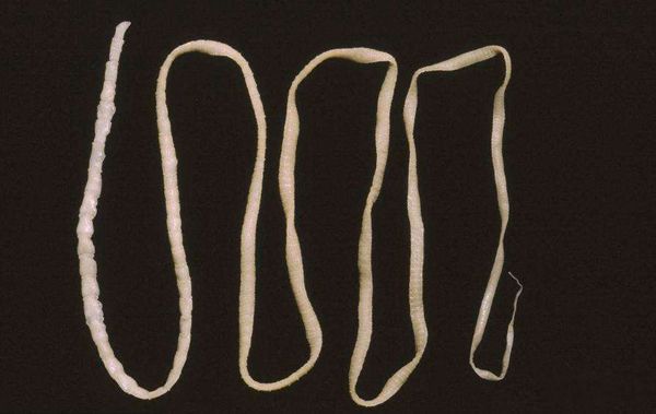 ���ĳ���ͼƬ ���������ʮ������ĵļ�����ֲ���