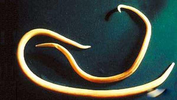 ���ĳ���ͼƬ ���������ʮ������ĵļ�����ֲ���