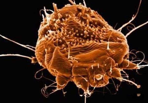 ���ĳ���ͼƬ ���������ʮ������ĵļ�����ֲ���