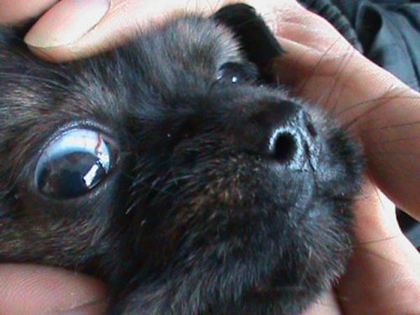 ���ĳ���ͼƬ ���������ʮ������ĵļ�����ֲ���