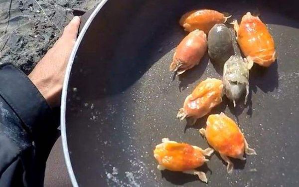 ���ĳ���ͼƬ ���������ʮ������ĵļ�����ֲ���