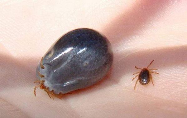 ���ĳ���ͼƬ ���������ʮ������ĵļ�����ֲ���