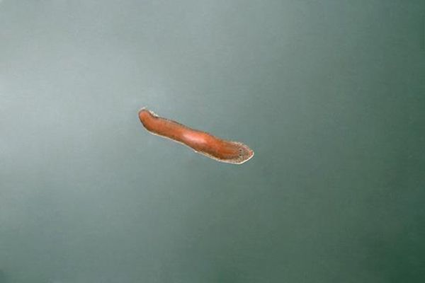 ���ĳ���ͼƬ ���������ʮ������ĵļ�����ֲ���