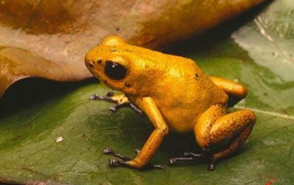 ��Ķ������а�ǰʮ�� ����������һ�ڶ�Һ����ɱ��1000��