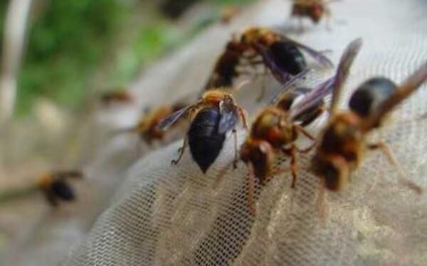 ��Ķ������а�ǰʮ�� ����������һ�ڶ�Һ����ɱ��1000��