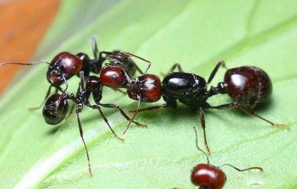 ��Ķ������а�ǰʮ�� ����������һ�ڶ�Һ����ɱ��1000��