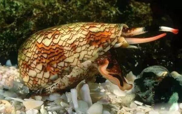 ��Ķ������а�ǰʮ�� ����������һ�ڶ�Һ����ɱ��1000��