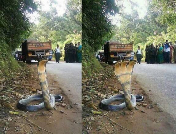 ӡ����ͷ����ʲô��˼ Ŀǰ����˫ͷ������ʵ���ڵ�