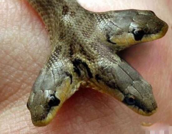 ӡ����ͷ����ʲô��˼ Ŀǰ����˫ͷ������ʵ���ڵ�