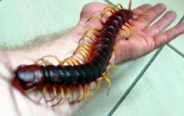 ��������������ж��ͼƬ ��������˹�������������һ