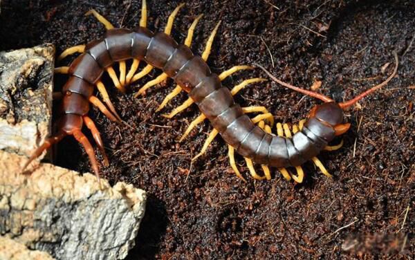 ��������������ж��ͼƬ ��������˹�������������һ