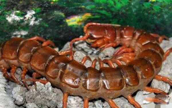 ��������������ж��ͼƬ ��������˹�������������һ