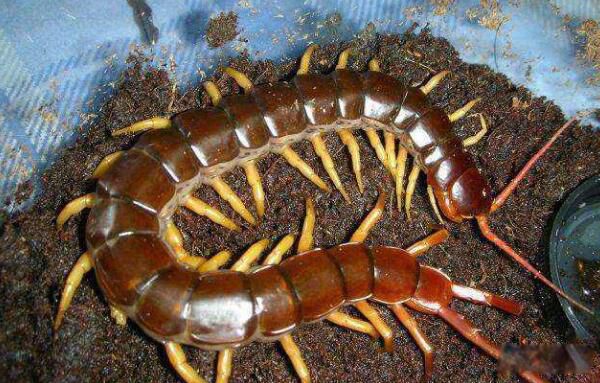 ��������������ж��ͼƬ ��������˹�������������һ