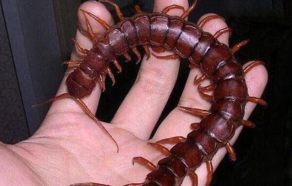 ��������������ж��ͼƬ ��������˹�������������һ