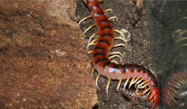 ��������������ж��ͼƬ ��������˹�������������һ