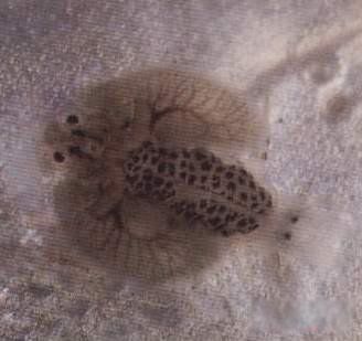 ʮ����ֲ���ʬ���� ��ʬ��ţ�ļ�����ϵ��ֱ����ֱ��