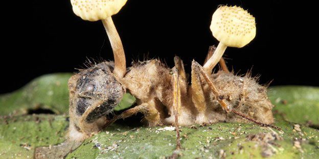 ʮ����ֲ���ʬ���� ��ʬ��ţ�ļ�����ϵ��ֱ����ֱ��