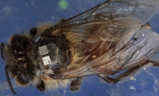 ʮ����ֲ���ʬ���� ��ʬ��ţ�ļ�����ϵ��ֱ����ֱ��