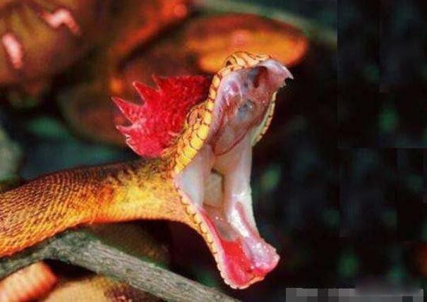 ӡ����ͷ����ʲô��˼ Ŀǰ����˫ͷ������ʵ���ڵ�