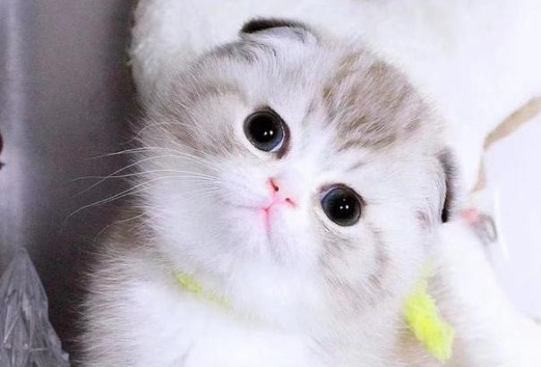 �۶�è����֢״��ʲôȱ�� Ϊʲô������һ���ᷢ����