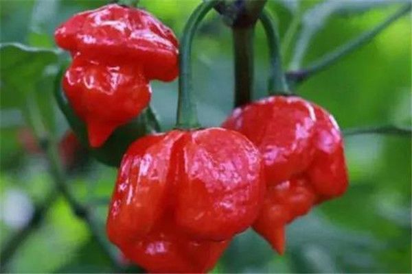 ����������������ʲô���� ������һ���ǹ���������