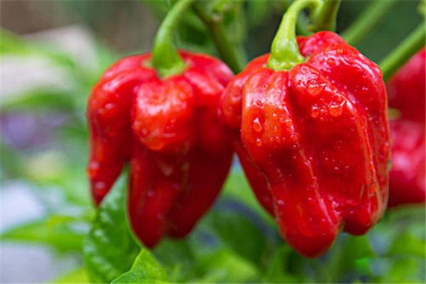 ����������������ʲô���� ������һ���ǹ���������