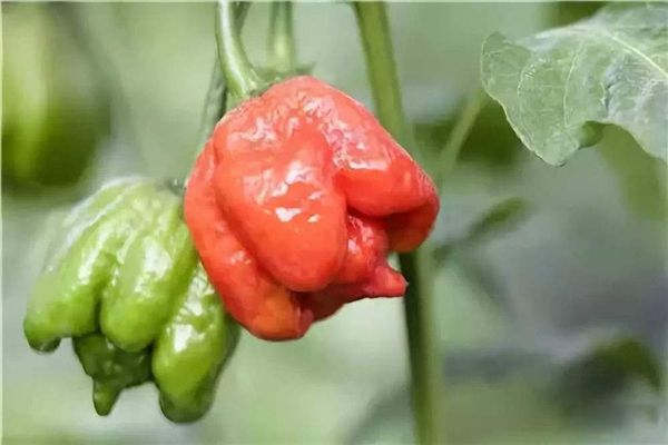 ����������������ʲô���� ������һ���ǹ���������