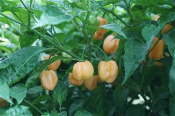 ����������������ʲô���� ������һ���ǹ���������