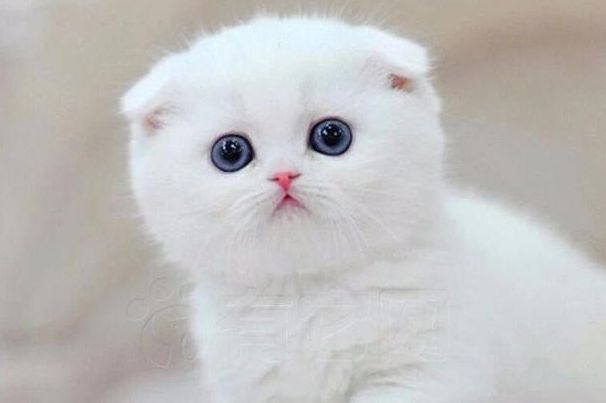 折耳猫发病症状有什么缺陷 为什么不能养一定会发病吗