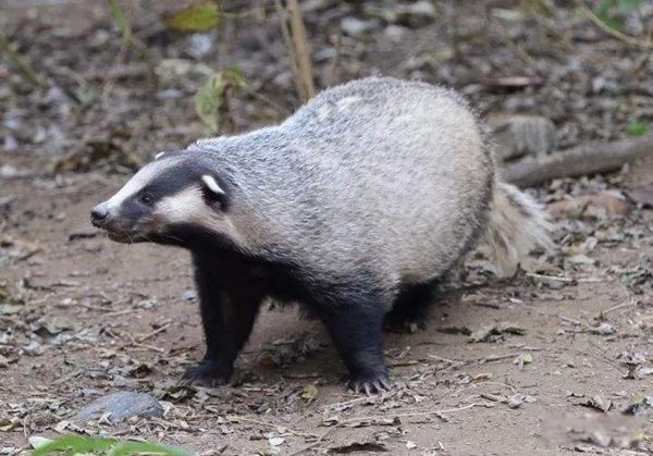 猹是鲁迅发明的字吗 猹到底是什么动物