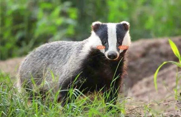 猹是鲁迅发明的字吗 猹到底是什么动物