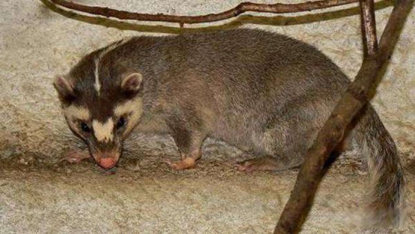 猹是鲁迅发明的字吗 猹到底是什么动物