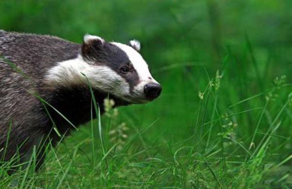 猹是鲁迅发明的字吗 猹到底是什么动物