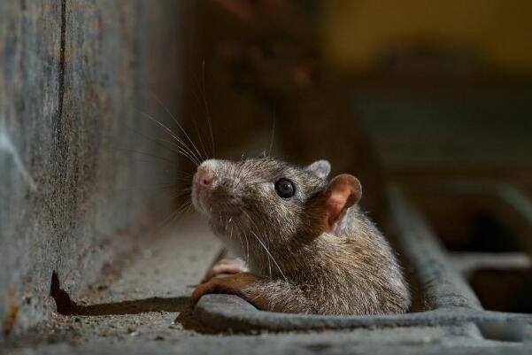 ��֨�������������Ĳ� ��������Ϊʳ�����˾��ö���