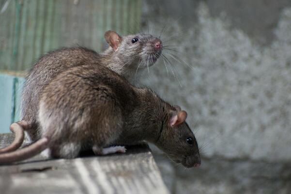 ��֨�������������Ĳ� ��������Ϊʳ�����˾��ö���