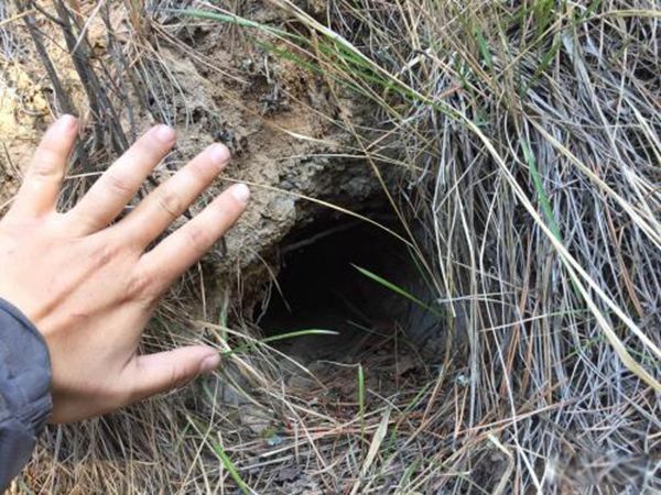 猹是鲁迅发明的字吗 猹到底是什么动物