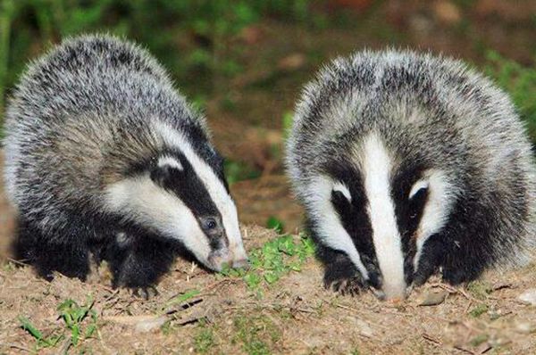 猹是鲁迅发明的字吗 猹到底是什么动物