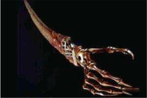 ���ֵ���Ĵ����� ��������ֲ�Ϊʲô������